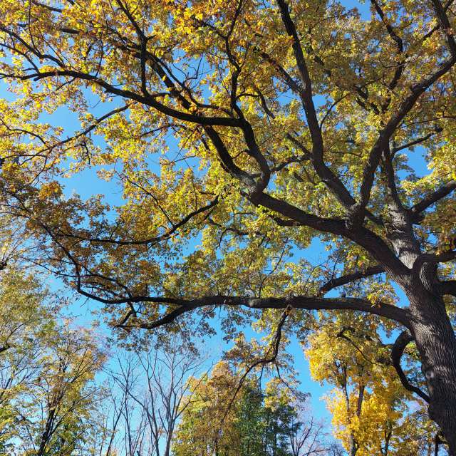 Yellow. Weather forecasts with beautiful photos by Iryna Photos in Kharkiv