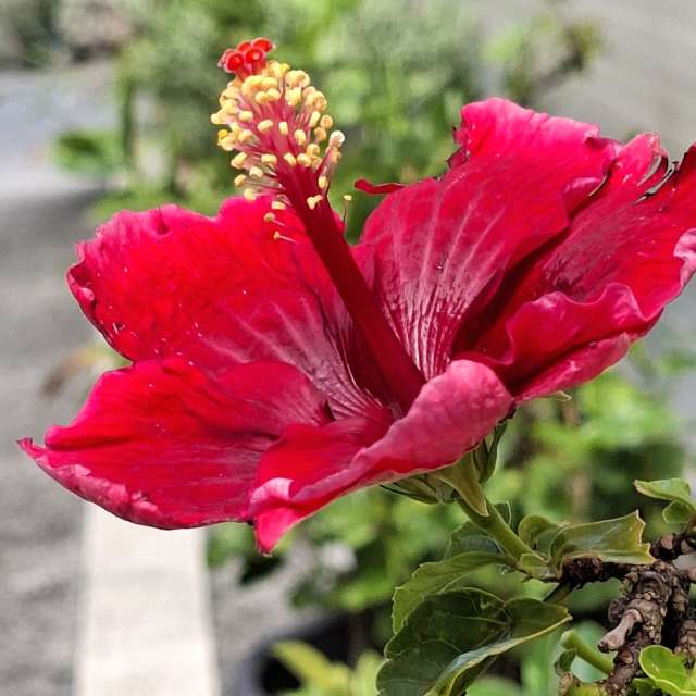 Katze. Wettervorhersagen mit schönen Fotos von Wen-ya Huang Fotos Kaohsiung