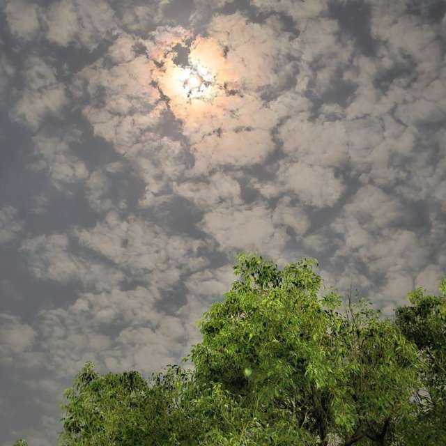 Fotos Arbustos. Previsões do tempo com lindas fotos de Wen-ya Huang em Kaohsiung City