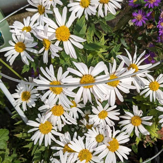 Fotos Banana. Previsões do tempo com lindas fotos de あさのジジ em Okayama