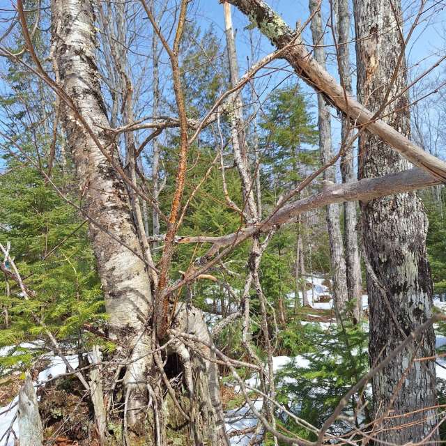 Weather forecasts with beautiful photos by NorthernMichiganBeauty