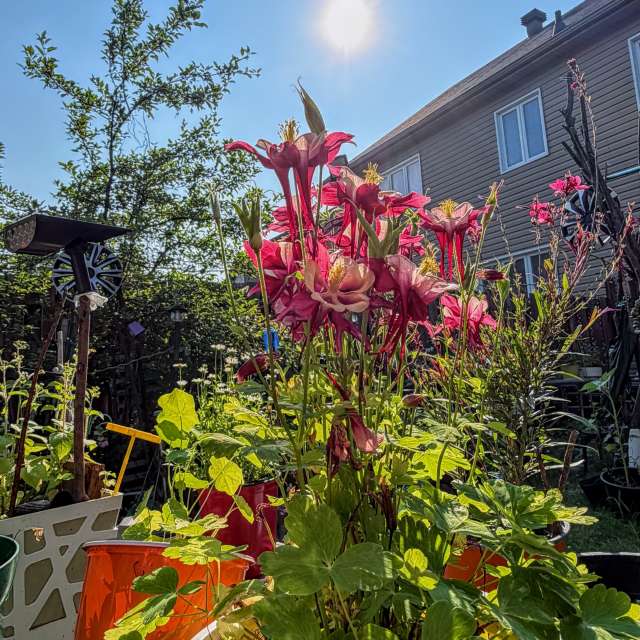 Prévisions météo avec de superbes photos de Lulu5523