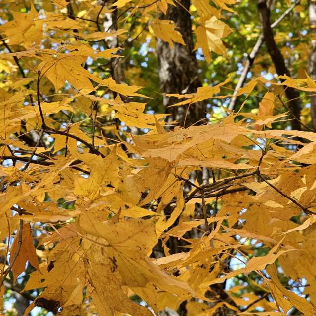 天气预报，带ImPe精美的照片