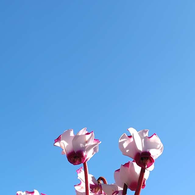 Weather forecasts with beautiful photos by umemui