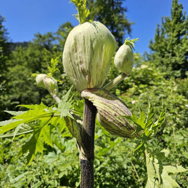 Fruit. Weather forecasts with beautiful photos by Albert_Smelovtsev Photos in Roza Khutor