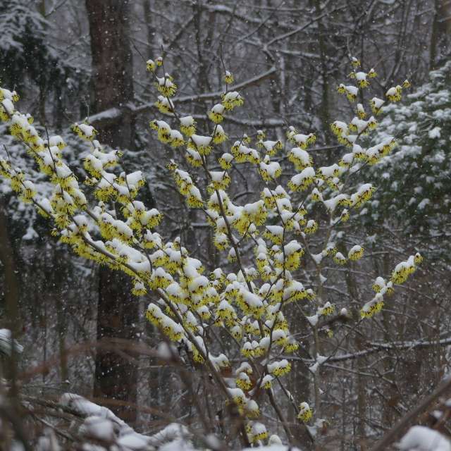 Fotos Plantar. Previsões do tempo com lindas fotos de Vasek325 em Praha 4