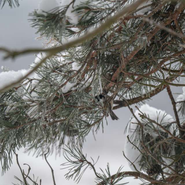 Previsões do tempo com lindas fotos de ooee