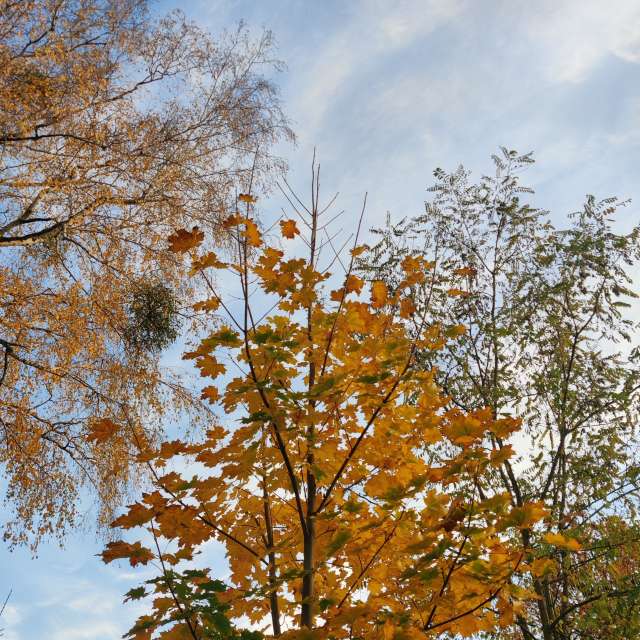 Previsões do tempo com lindas fotos de Zorrra