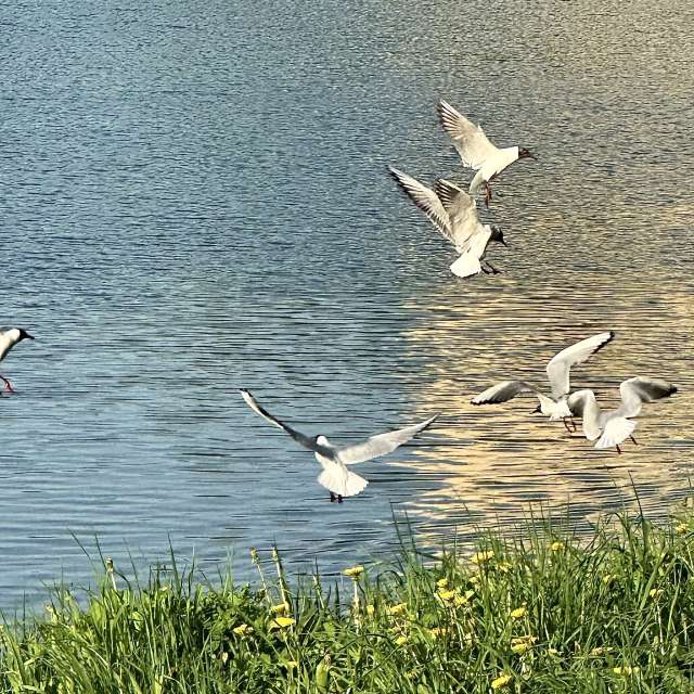 Flying. Weather forecasts with beautiful photos by Ritha Photos in Izmaylovo