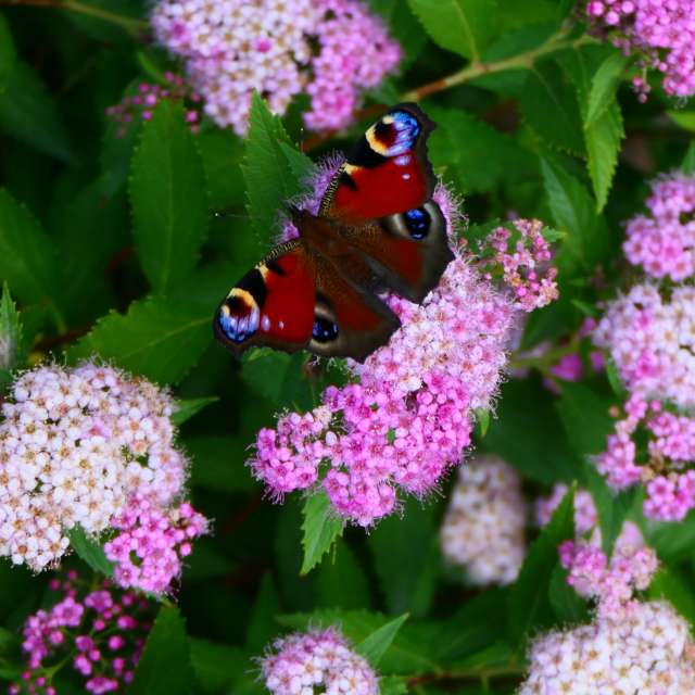 Fotos Plantar. Previsões do tempo com lindas fotos de Vasek325 em Praha 4