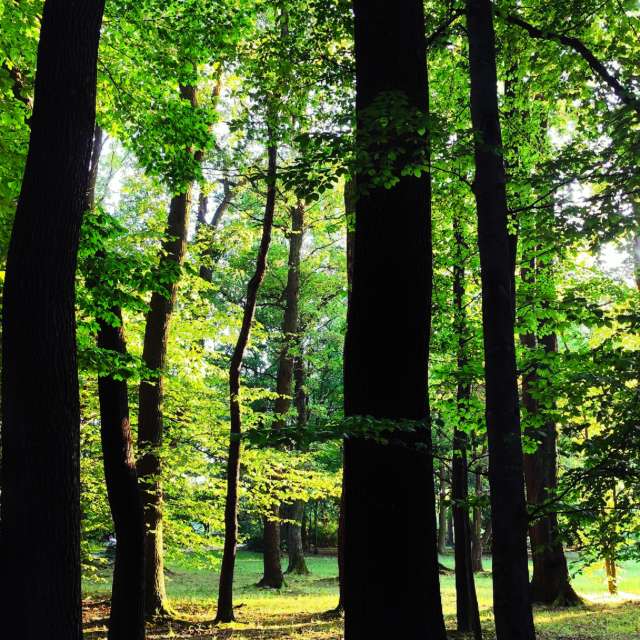 Фото Path. Прогнозы погоды с чудесными фотографиями, сделанными DeniMixArt в Силезское воеводство