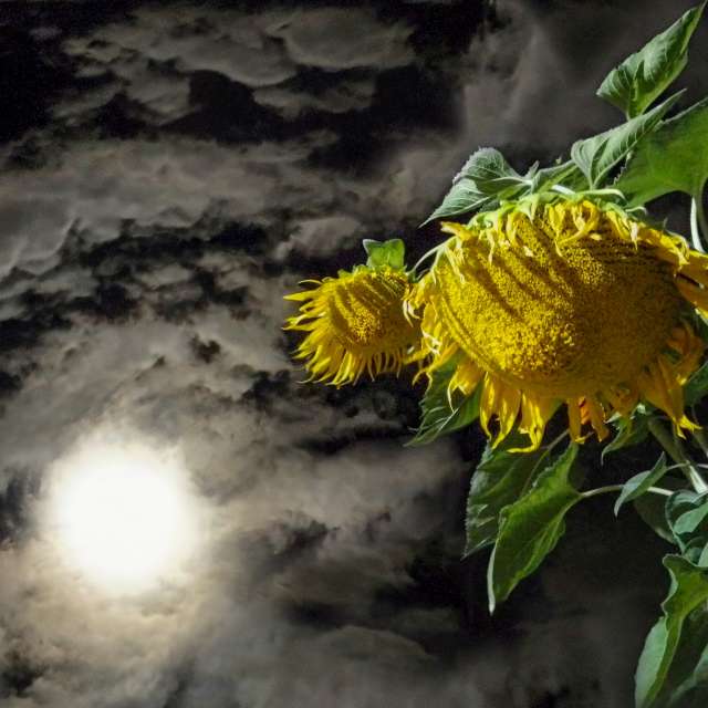 Sunnyyの美しい写真による天気予報