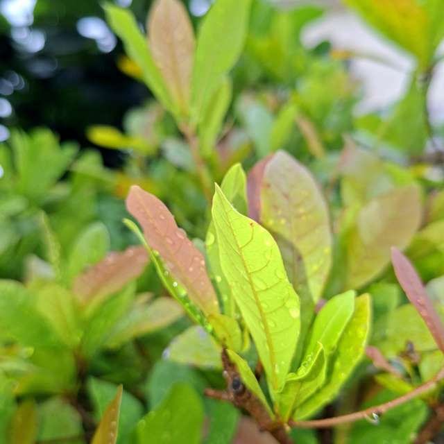 Fotos Comendo. Previsões do tempo com lindas fotos de Wen-ya Huang em Kaohsiung City