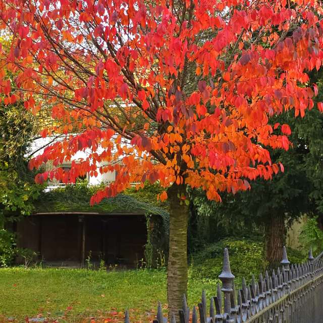 Fence. Weather forecasts with beautiful photos by Seni Photos in Velbert