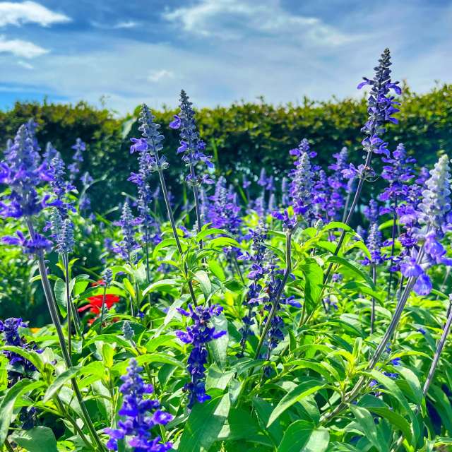 Group. Weather forecasts with beautiful photos by Kasumisou Photos in Saku-shi