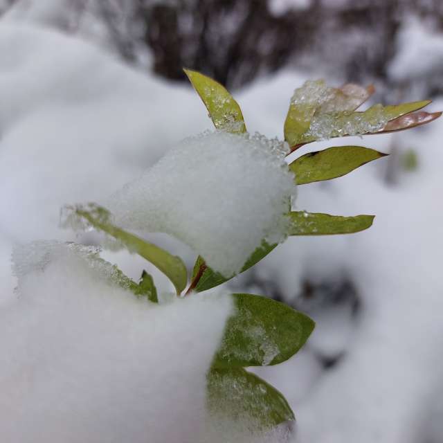 صور Snowberry white. تنبؤات الطقس مع الصور الجميلة لـ Iryna في Kharkiv