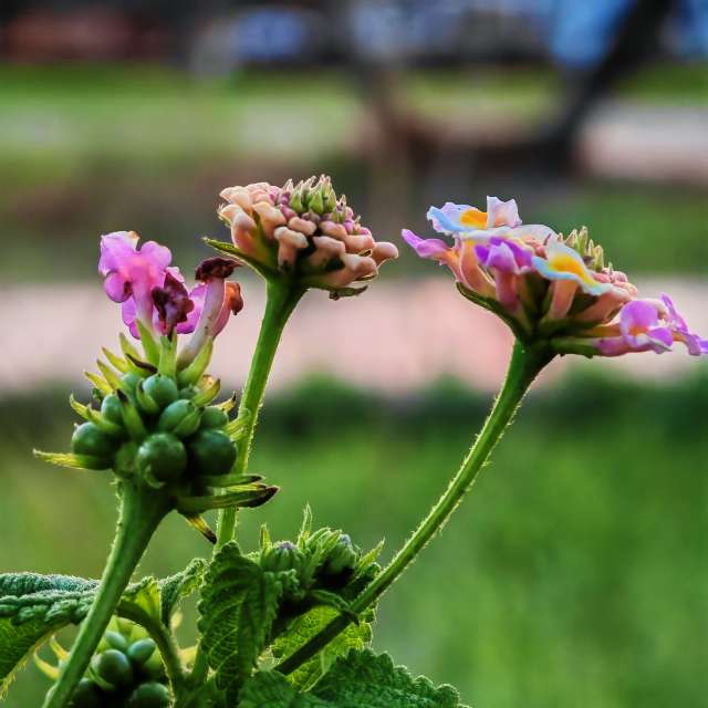 1Sep39の美しい写真による天気予報