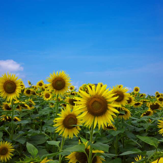 Weather forecasts with beautiful photos by Jonathan_Petrel