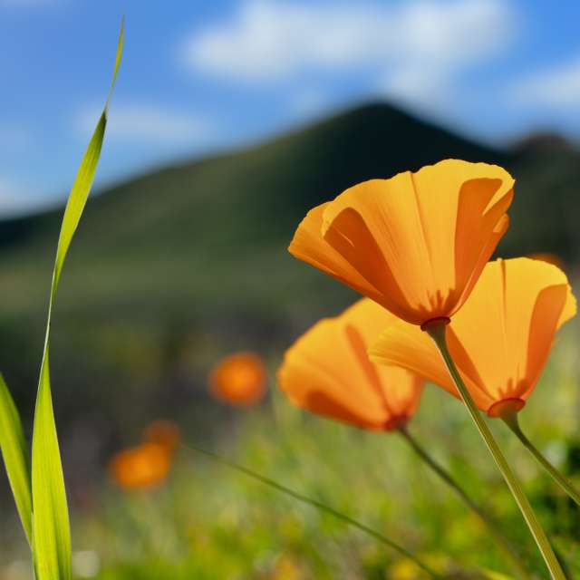 Weather Photos in Flower. Weather forecasts with beautiful photos by Rsjk6rj