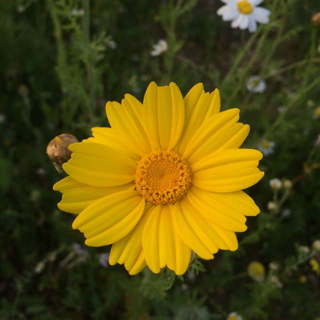Qassem Mohaidatの美しい写真による天気予報