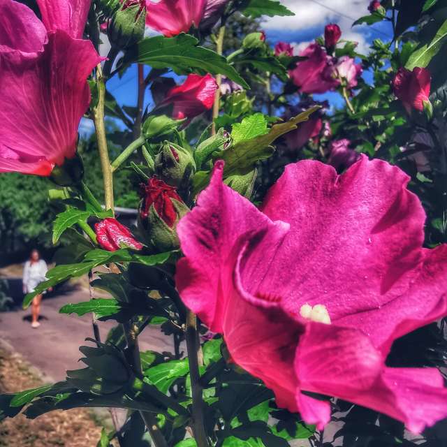 Vase. Wettervorhersagen mit schönen Fotos von Terraza74 Fotos Lwiw