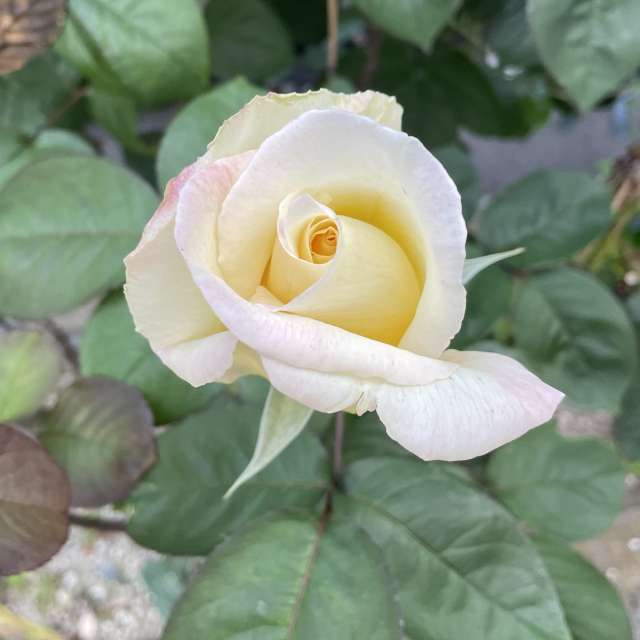 Fotos Flor. Previsões do tempo com lindas fotos de あさのジジ em Okayama