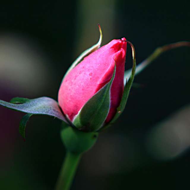 Grass. Weather forecasts with beautiful photos by tony5636 Photos in Calvisson