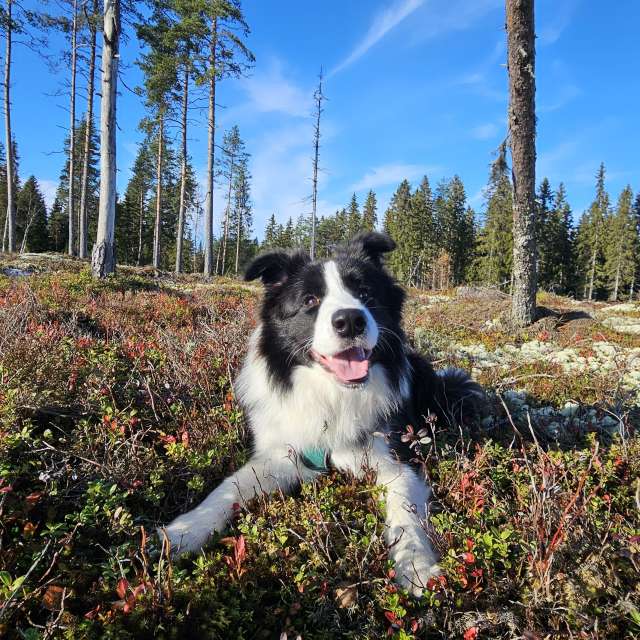 Previsões do tempo com lindas fotos de Piia