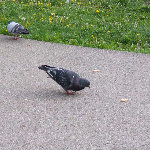 Timișoara ದ Bird. Lupsaman ಅವರ ಸುಂದರವಾದ ಫೋಟೋಗಳೊಂದಿಗೆ ಹವಾಮಾನ ಮುನ್ಸೂಚನೆಗಳು ಫೋಟೋಗಳು