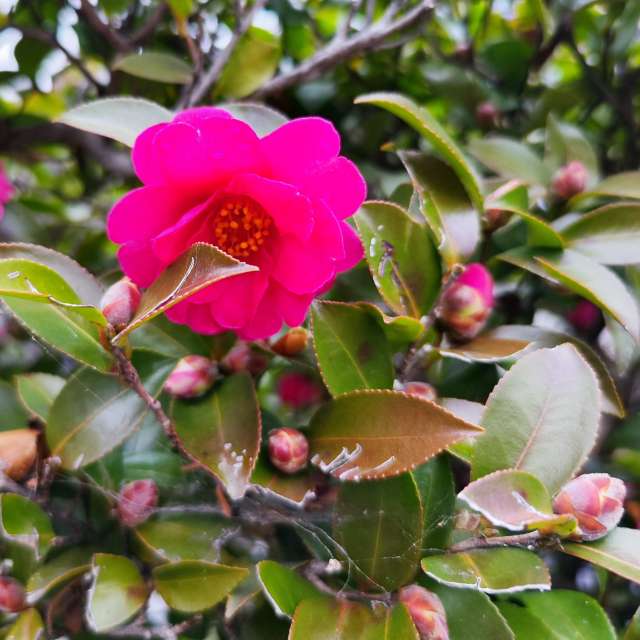 Fotos Jardim. Previsões do tempo com lindas fotos de あさのジジ em Okayama