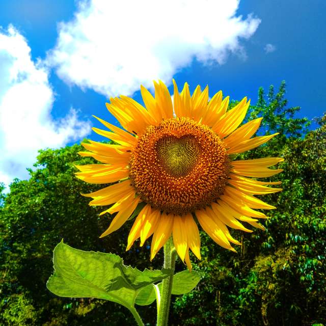 Sunnyyの美しい写真による天気予報