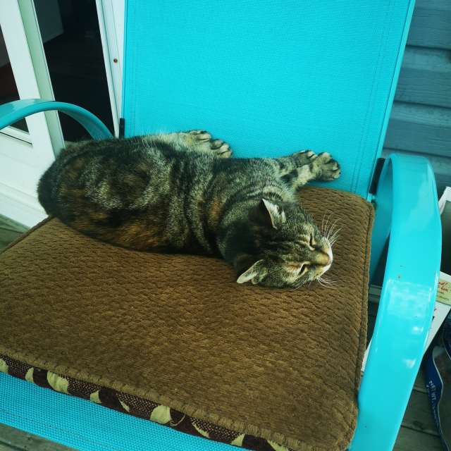 天气预报，带hankcooper精美的照片