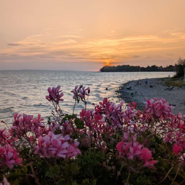 Weather Photos in Flower. Weather forecasts with beautiful photos by Justus