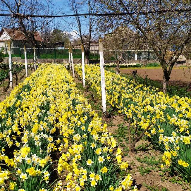 Prévisions météo avec de superbes photos de InnaMoon