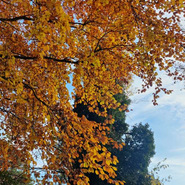 Previsões do tempo com lindas fotos de Zorrra