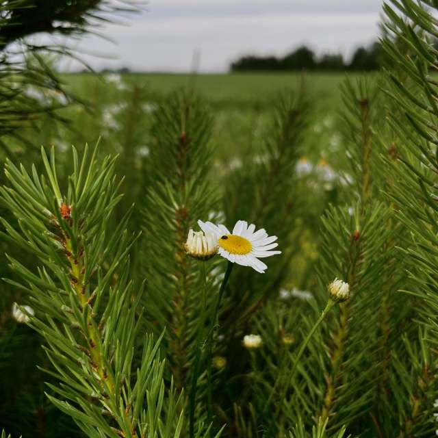 Photos Champ. Prévisions météo avec de superbes photos de Stassy de Teshkovo