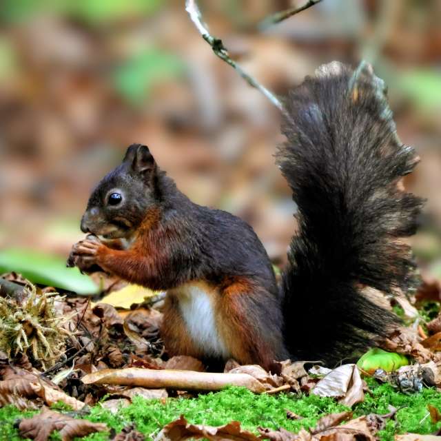 Grass. Weather forecasts with beautiful photos by Lotti5507 Photos in Wellinghofen