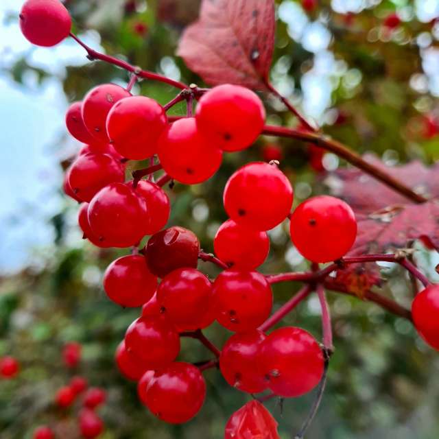 天气预报，带HelenR精美的照片