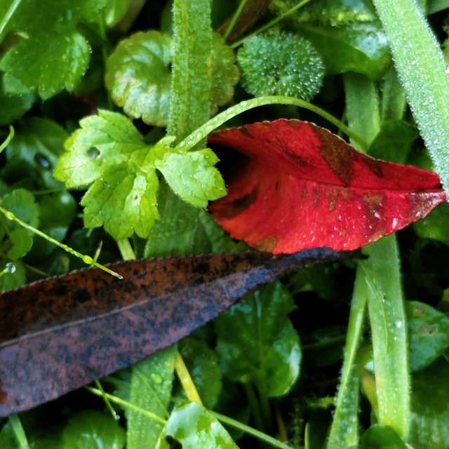 Anamarijaの美しい写真による天気予報