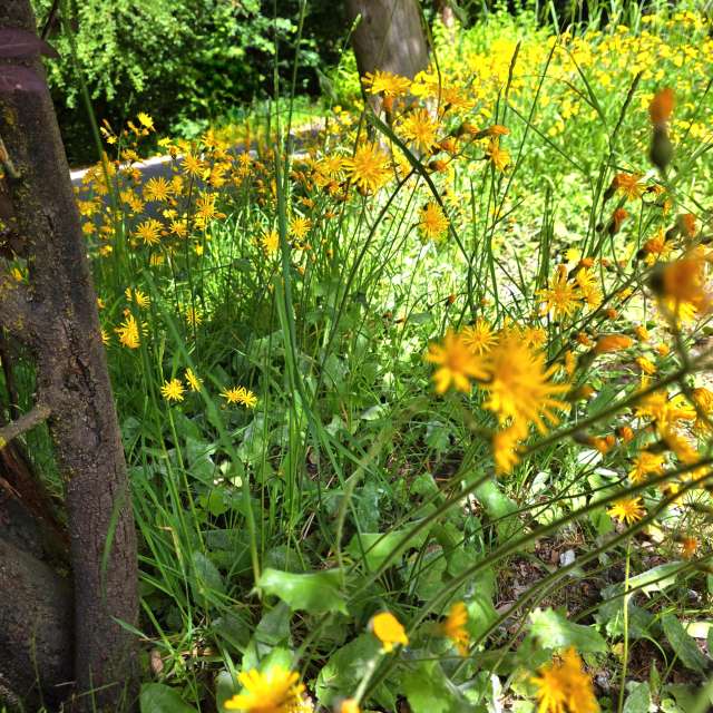 Fotos Elefante. Previsões do tempo com lindas fotos de Seni em Velbert