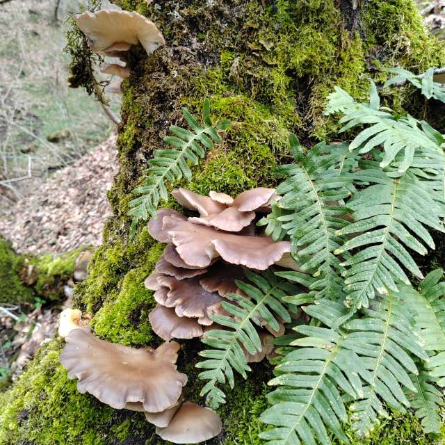 Garten. Wettervorhersagen mit schönen Fotos von Albert_Smelovtsev Fotos Roza Khutor