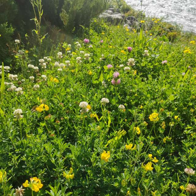 Bushes. Weather forecasts with beautiful photos by Albert_Smelovtsev Photos in Roza Khutor