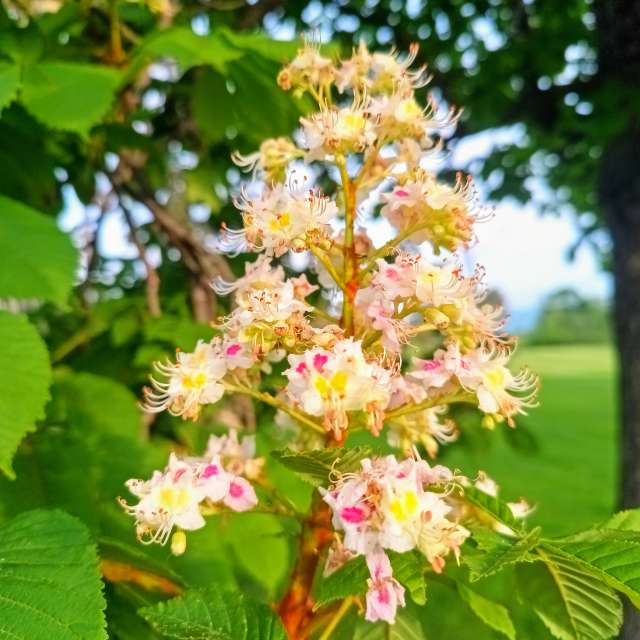 Aus Holz. Wettervorhersagen mit schönen Fotos von Kripo Fotos Niederösterreich