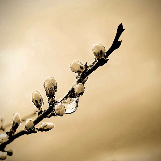 Lluniau Tree. Rhagolygon y tywydd gyda lluniau hyfryd gan Juniper-du-bayou yn Latour