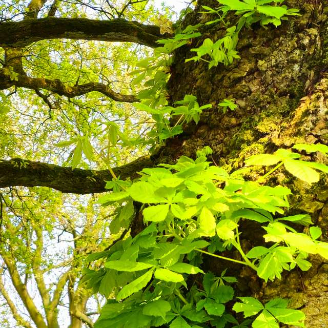 Fotos Trilha. Previsões do tempo com lindas fotos de Seni em Velbert