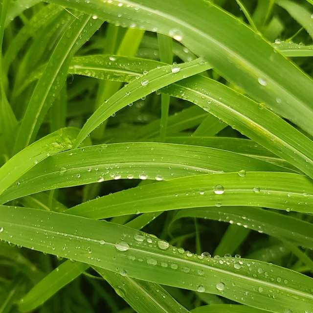 Grassy. Weather forecasts with beautiful photos by あさのジジ Photos in Okayama