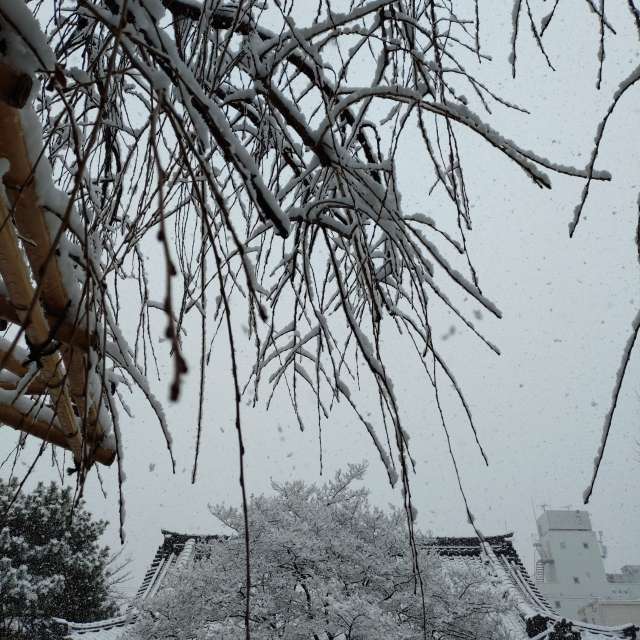 Прогнозы погоды с чудесными фотографиями, сделанными kon__miyuki