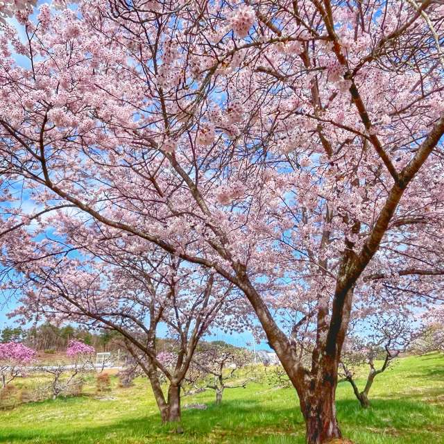 Group. Weather forecasts with beautiful photos by Kasumisou Photos in Saku-shi