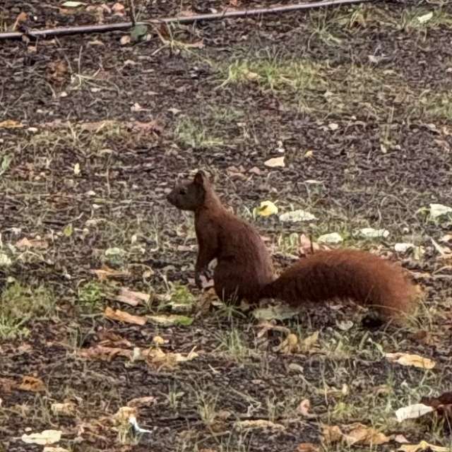 天气预报，带man-of-the-sea-and-land精美的照片