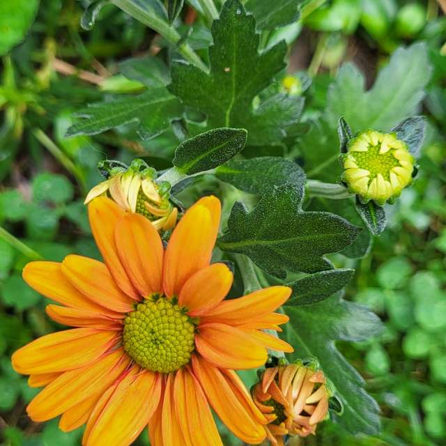 Weather Photos in Flower. Weather forecasts with beautiful photos by aida-khaldi